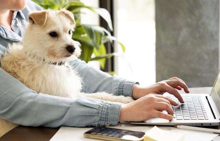 Is pet insurance worth it? Reading the exclusions before you need them
