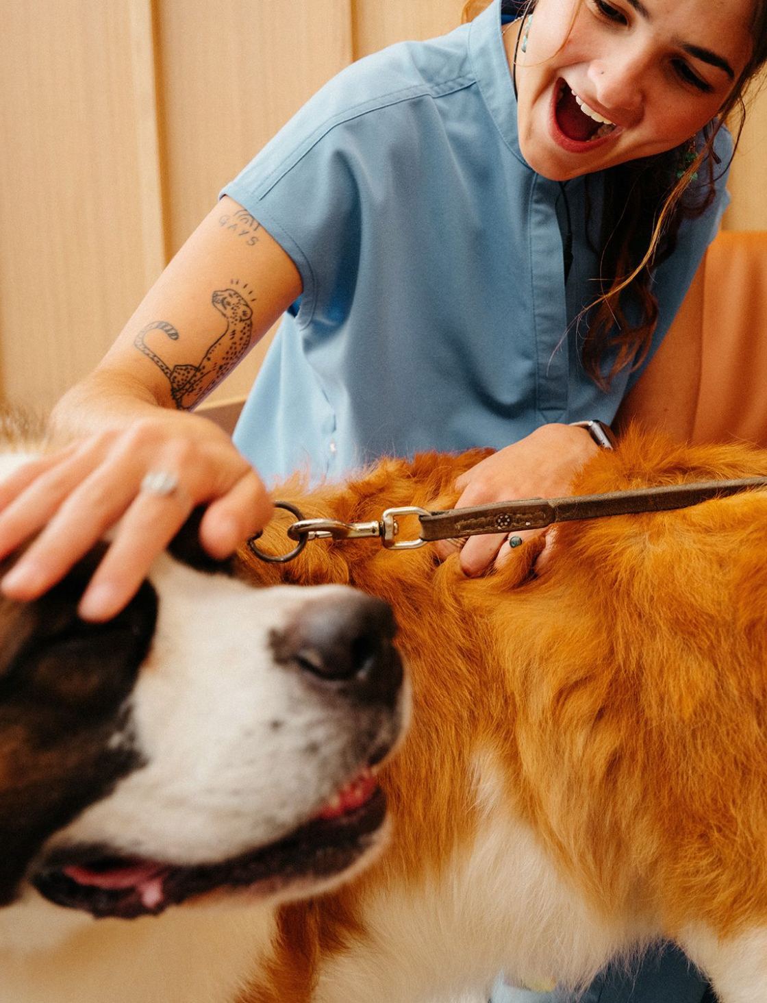 A laughing vet nurse stroking a long-haired dog on a lead