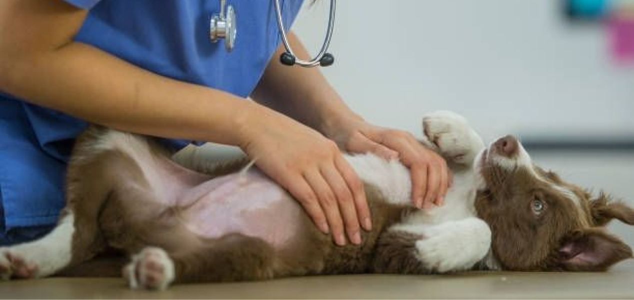 A vet checking a dog’s tummy as it lies on its back