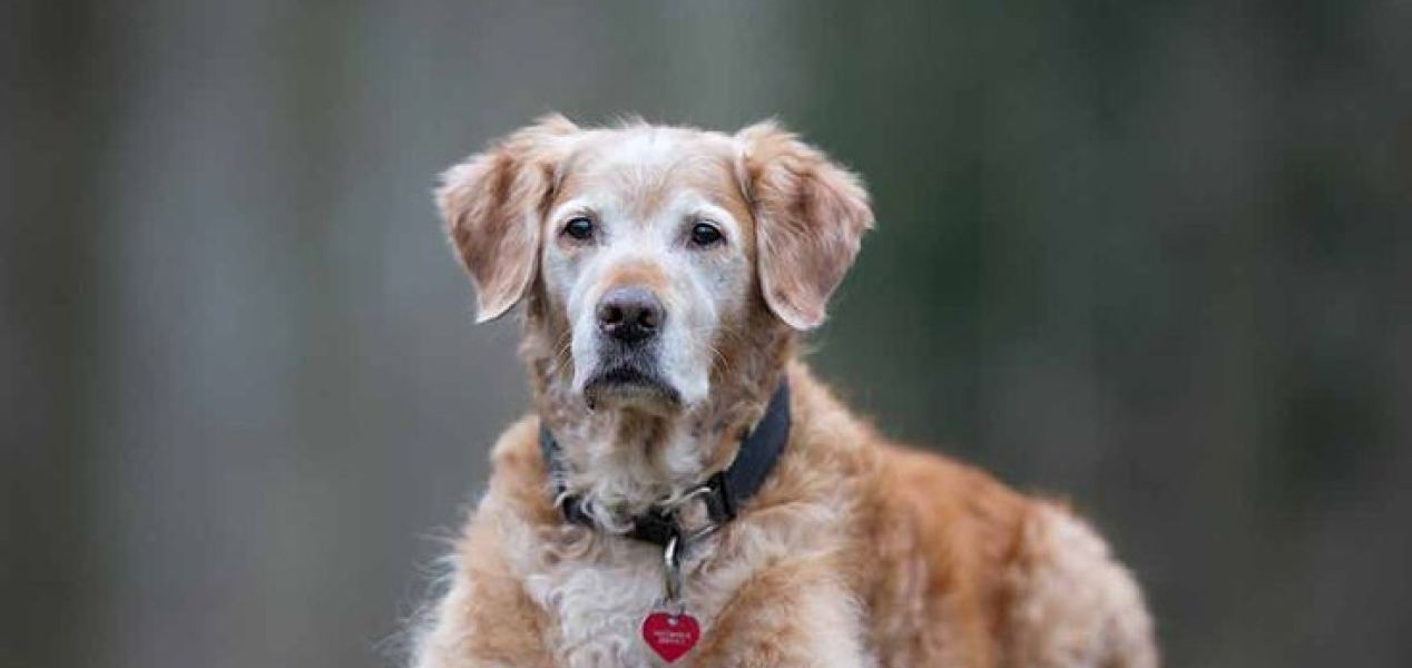A greying golden retriever lying on a blanket