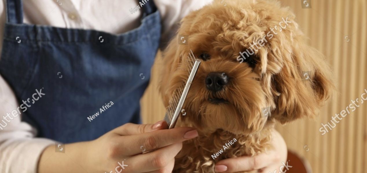 A groomer combing a curly-coated poodle