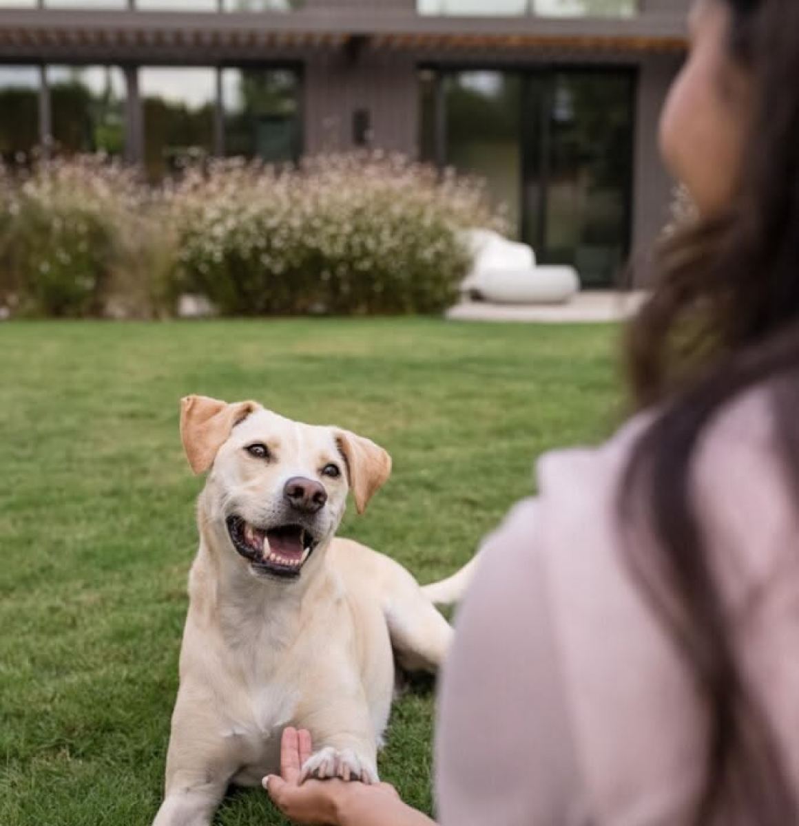 A happy dog sitting on the lawn beside its owner