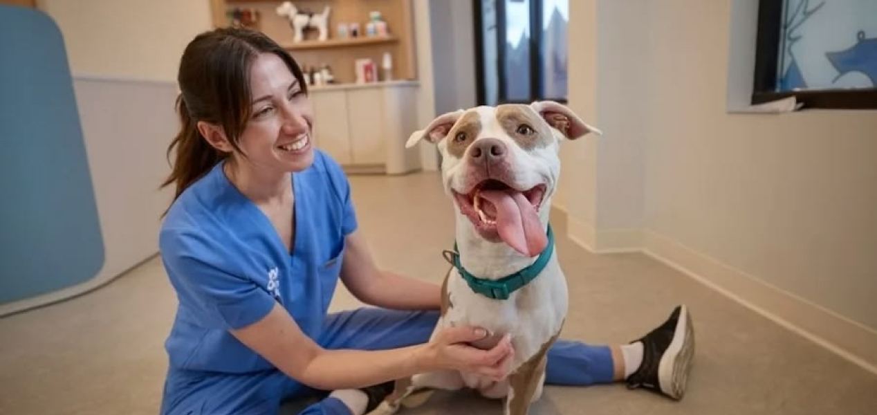 A smiling vet nurse sitting on the floor with a happy pit bull