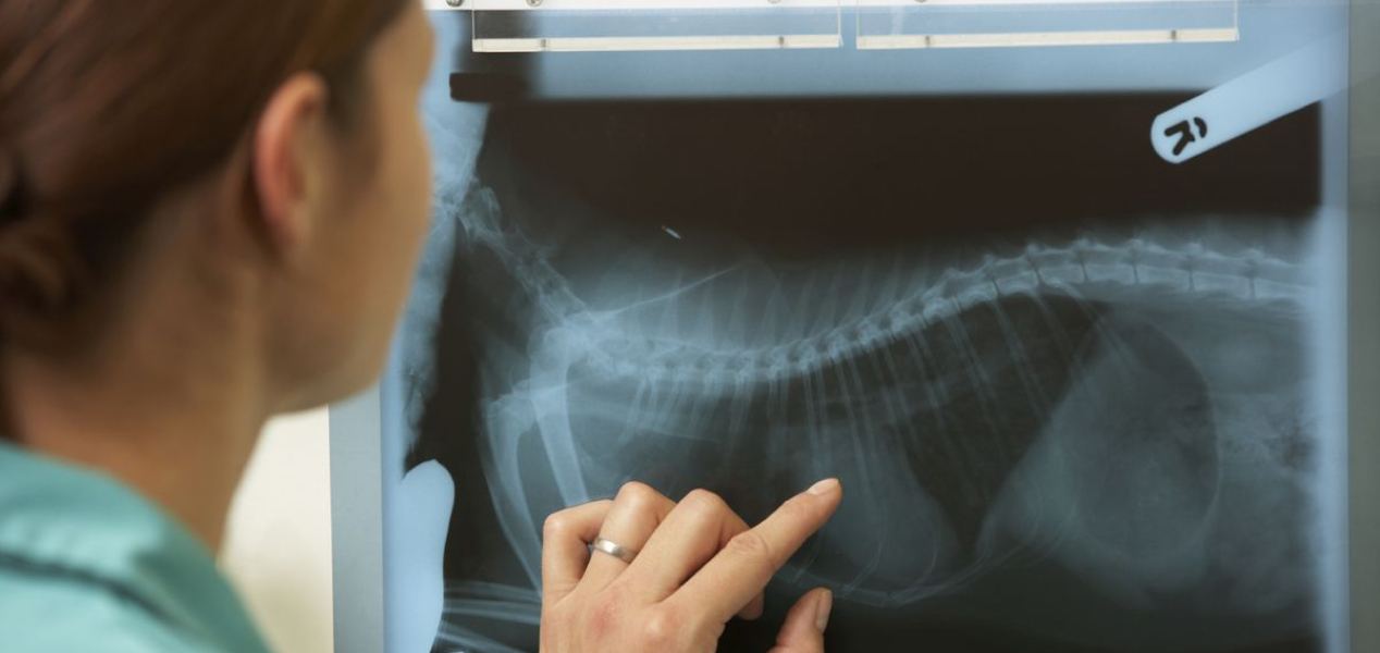 A vet pointing out detail on an X-ray