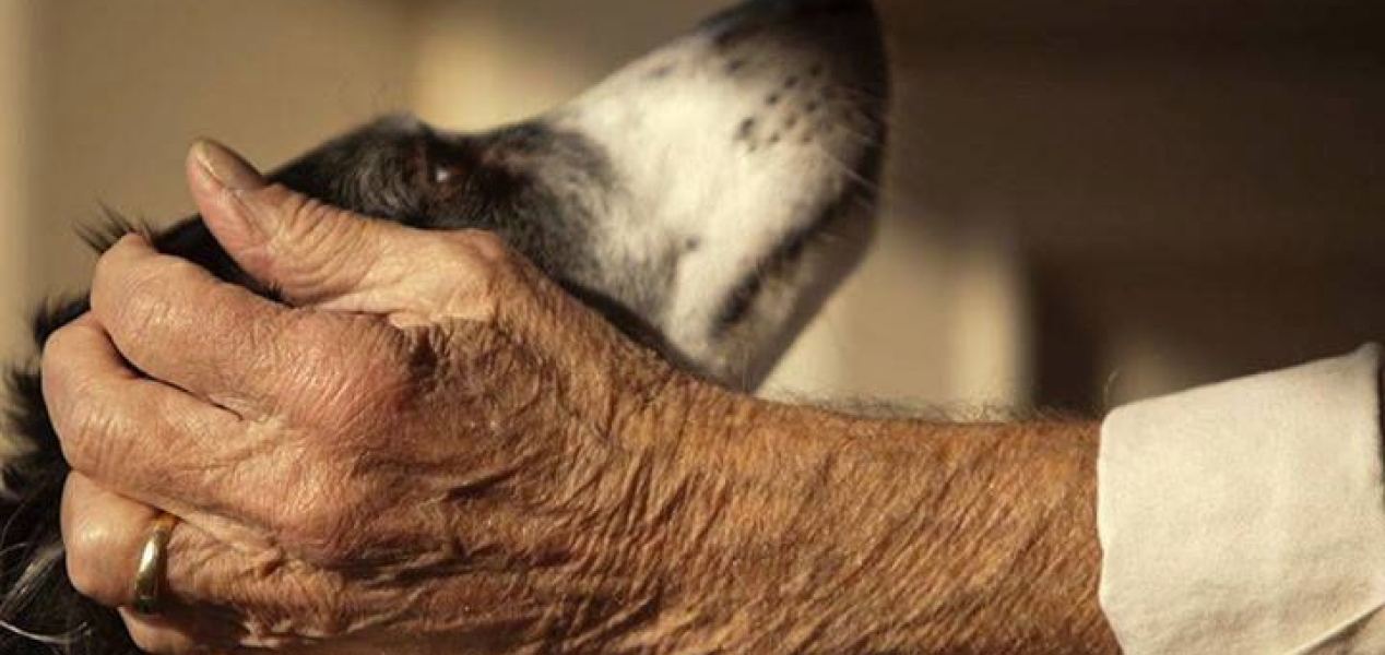 An owner’s hand resting on an old dog’s head