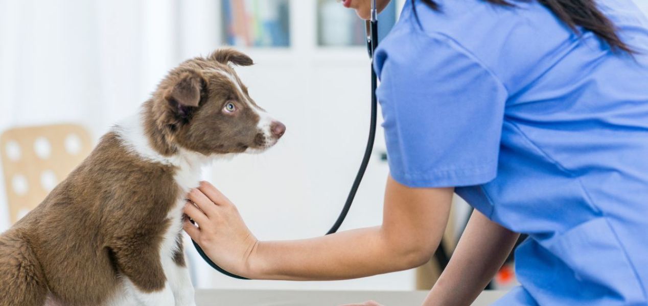 A vet listening to a border collie puppy’s heart